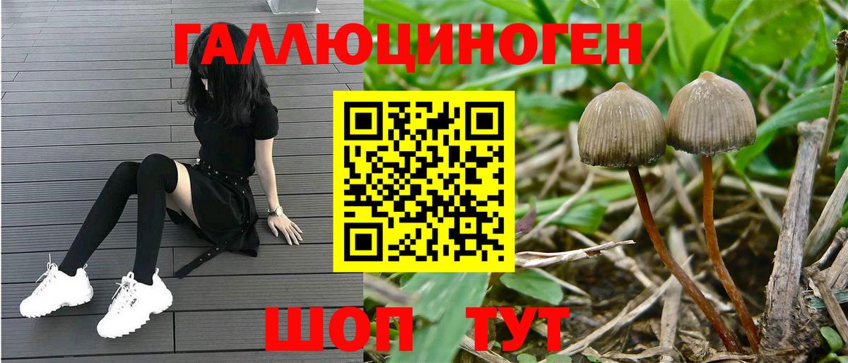 Галлюциногенные грибы Cubensis Берёзовский